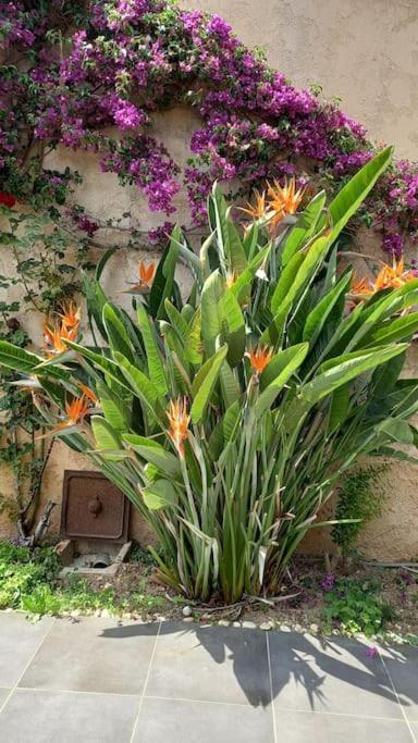 Appartement En Rez De Jardin Et Terrasse Ds Villa Hyères Eksteriør billede